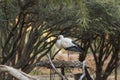 European White stork, Ciconia ciconia Royalty Free Stock Photo