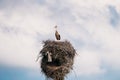 European White Stork - Ciconia Ciconia - Sitting In Nest In Sunny Spring Day. Belarus, Belarusian Nature. Royalty Free Stock Photo