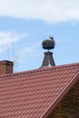 European white stork Ciconia ciconia stands on his big nest. The stork nest lies on a chimney or roof. Royalty Free Stock Photo
