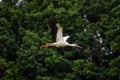 European white stork, ciconia,flying Royalty Free Stock Photo