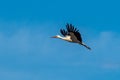 European white stork, Ciconia ciconia flying at Los Barruecos, Malpartida de Caceres, Extremadura, Spain Royalty Free Stock Photo