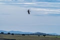 European white stork, Ciconia ciconia flying at Los Barruecos, Malpartida de Caceres, Extremadura, Spain Royalty Free Stock Photo