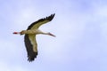 European white stork, ciconia, flying in the sky Royalty Free Stock Photo
