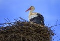 European white stork, ciconia, in the nest Royalty Free Stock Photo