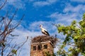 European White stork Ciconia Ciconia on nest on top of old brick chimney on breeding season