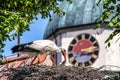 European white Stork, Ciconia ciconia with small babies on the nest in Oettingen, Swabia, Bavaria, Germany, Europe