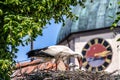 European white Stork, Ciconia ciconia with small babies on the nest in Oettingen, Swabia, Bavaria, Germany, Europe