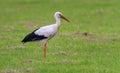 European white stork, ciconia Royalty Free Stock Photo