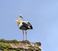 European white stork, ciconia Royalty Free Stock Photo