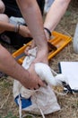 European White stork Ciconia Ciconia is the symbol of bird migration Royalty Free Stock Photo