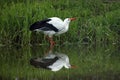 European White Stork Drinking Royalty Free Stock Photo