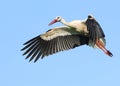 European White Stork In Flight Royalty Free Stock Photo