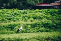 European White Stork in green summer field in Russia Royalty Free Stock Photo