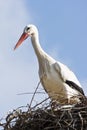 European white stork on nest Royalty Free Stock Photo