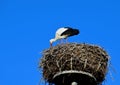 European white stork in the nest Royalty Free Stock Photo