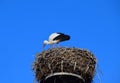 European white stork in the nest Royalty Free Stock Photo
