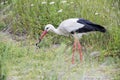 European White Stork and Snake Royalty Free Stock Photo