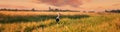 European White Stork Standing In Green Summer Grass In Belarus. Wild Field Bird In Sunset Time. Panorama, Panoramic View Royalty Free Stock Photo