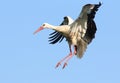 European White Stork Touching Down Royalty Free Stock Photo