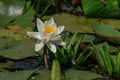 European white water lilly in Danube Delta, Romania Royalty Free Stock Photo