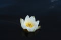 European white water lily Nymphaea alba, white water rose or nenuphar is reflected in the dark water surface Royalty Free Stock Photo