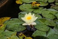 European white water lily, white water rose or white nenuphar, Nymphaea alba