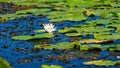 European white water lily on Danube river