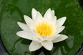 European White Waterlily Royalty Free Stock Photo
