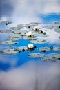 European white waterlily Royalty Free Stock Photo
