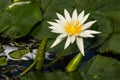 European white waterlily flower head Royalty Free Stock Photo
