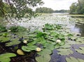 European white waterlily. Nymphaea alba Royalty Free Stock Photo