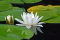 European white waterlily Royalty Free Stock Photo
