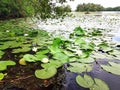 European white waterlily. Nymphaea alba Royalty Free Stock Photo