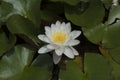 European White Waterlily Nymphaea alba Royalty Free Stock Photo