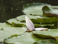 European White Waterlily, Water Rose or Nenuphar, Nymphaea alba, flower bud close-up, selective focus, shallow DOF