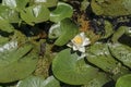 European White Waterlily, Water Rose or Nenuphar, Nymphaea alba, flower close-up, selective focus, shallow DOF