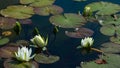 European White Waterlily, Water Rose or Nenuphar, Nymphaea alba, flowers at pond close-up, selective focus, shallow DOF Royalty Free Stock Photo