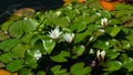 European White Waterlily, Water Rose or Nenuphar, Nymphaea alba, flowers at pond close-up, selective focus, shallow DOF Royalty Free Stock Photo