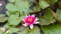 European White Waterlily, Water Rose or Nenuphar, Nymphaea alba, pink flower close-up, selective focus, shallow DOF