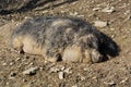 European wild boar in the mud Royalty Free Stock Photo