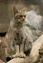 European Wild Cat Royalty Free Stock Photo