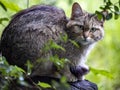 European wild cat, Felis s. Silvestris, lives secretly in European descents, in the picture he observes the surroundings Royalty Free Stock Photo