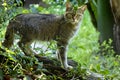 European wild cat, Felis s. Silvestris, lives secretly in European descents, in the picture he observes the surroundings Royalty Free Stock Photo