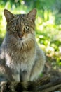 European wild cat, Felis s. Silvestris, lives secretly in European descents, in the picture he observes the surroundings Royalty Free Stock Photo