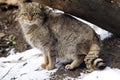 The European wild cat, Felis s. Silvestris, sitting crouched under a trunk