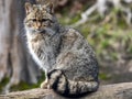 European wild cat, Felis s. Silvestris, sitting on a trunk watching the surroundings