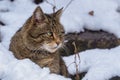 European Wild Cat Felis silvestris