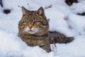 European Wild Cat Felis silvestris