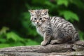 European wild cat (Felis silvestris) detail portrait cat kitten Royalty Free Stock Photo