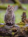 European wild cat with distictive tail